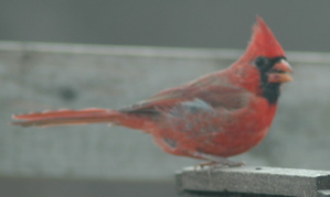cardinal.jpg